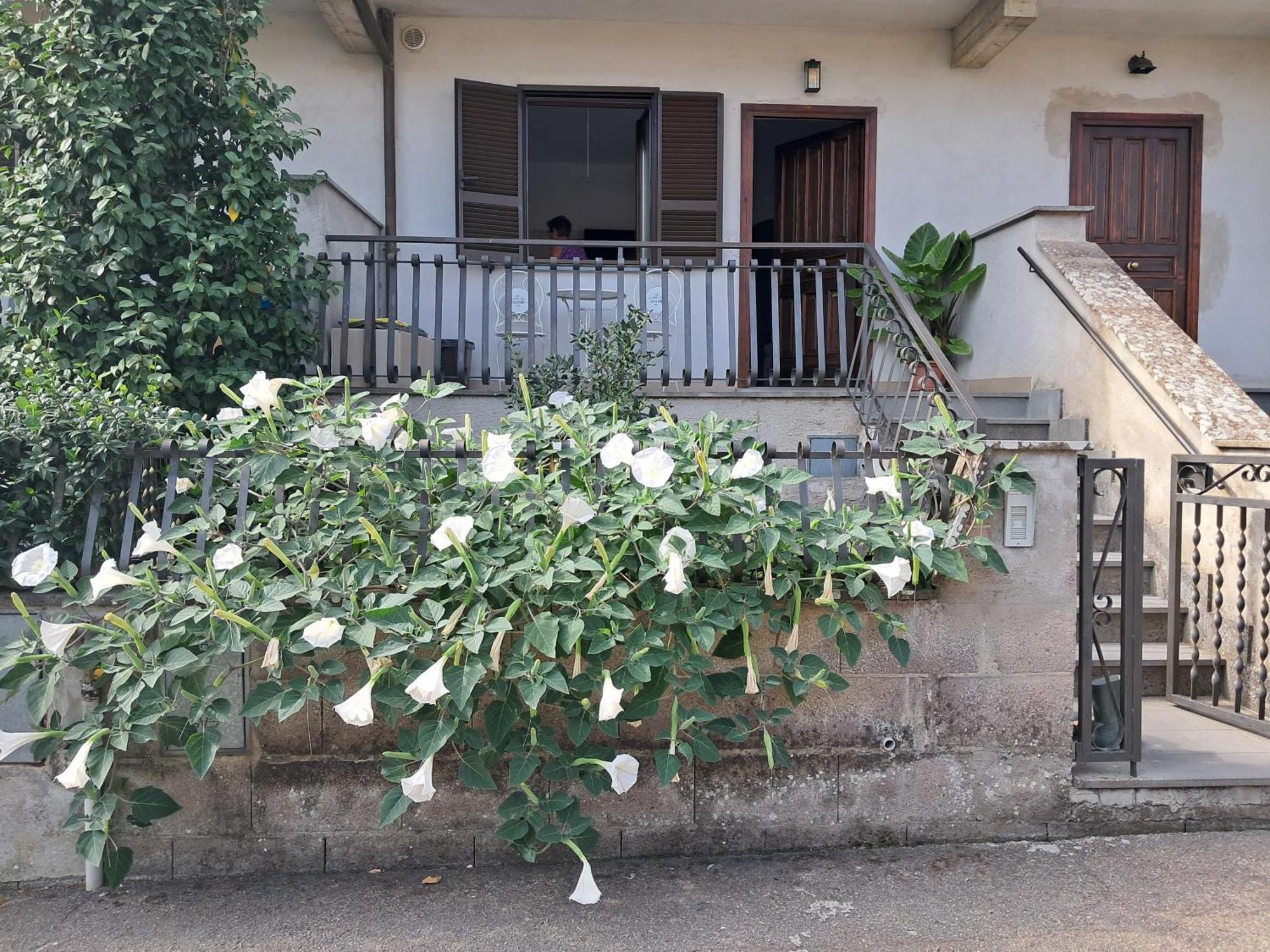 A Casa Ida Apartment Bagnoregio Luaran gambar